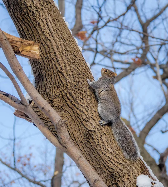 Wiewiórka Szara Wspinaczka Drzewa Śniegu — Zdjęcie stockowe