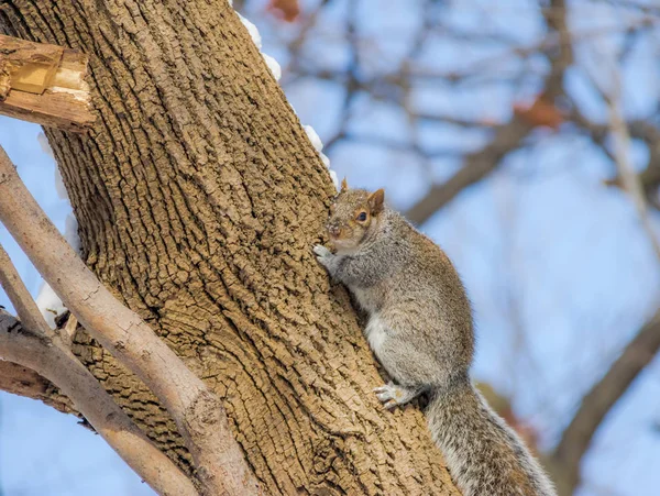 Gray Squirrel Climbing Tree Snow — Stock Photo, Image