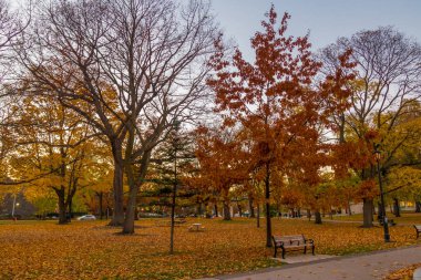 Queens Park Sonbahar renkli bitki örtüsü - Toronto, Ontario, Ca