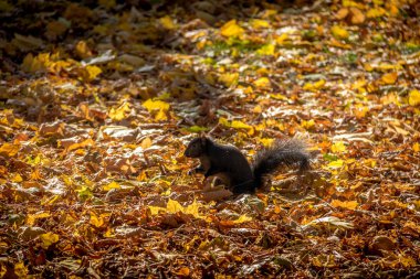 Queens Park - Toron siyah sincap arasında sonbahar yaprakları