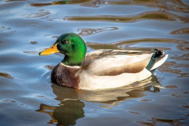 Yüzme yüksek Park - Toronto, Ont birikintisi içinde erkek yeşilbaş ördek