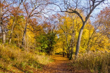 Yüksek Park Sonbahar geçit turuncu yaprak - Toronto ile kaplı