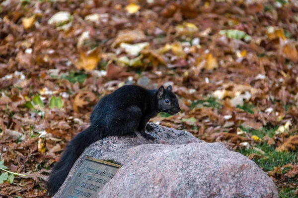 Φύλλα Μαύρο Σκίουρος Στέκεται Πάνω Μια Πέτρα Μεταξύ Του Φθινοπώρου — Φωτογραφία Αρχείου