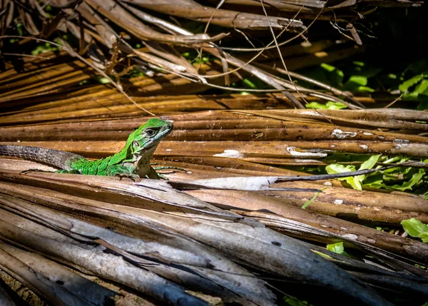 Lézard Vert Tulum Mexique — Photo