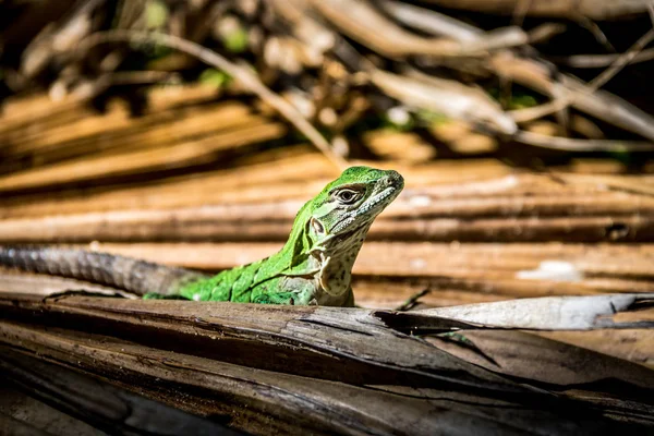 Lézard Vert Tulum Mexique — Photo