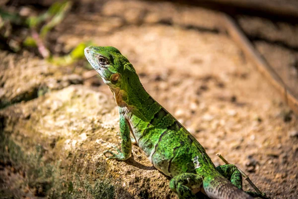 Lézard Vert Tulum Mexique — Photo