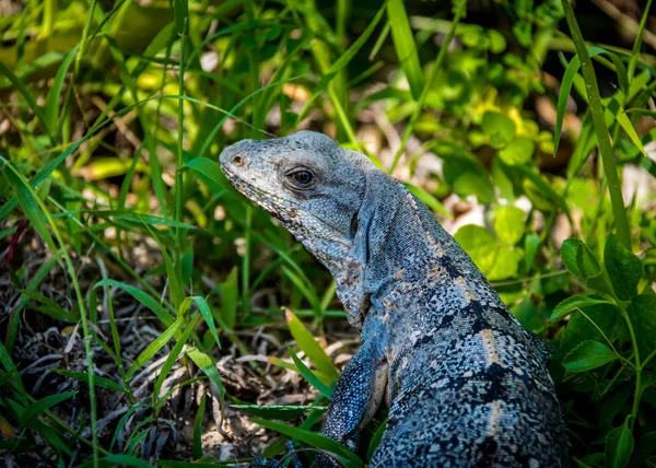 Iguana Sur Herbe Tulum Mexique — Photo
