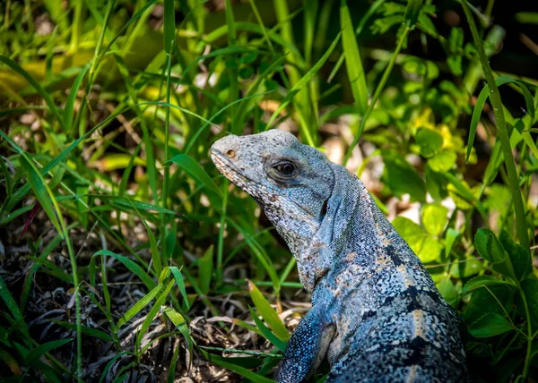 Iguana Sur Herbe Tulum Mexique — Photo