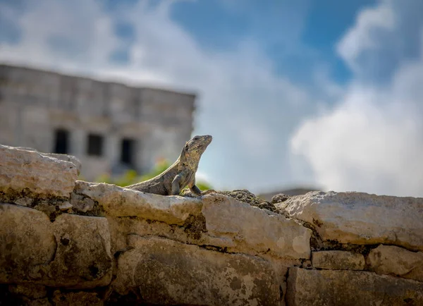 Tulum, Meksika Maya harabelerini adlı iguana