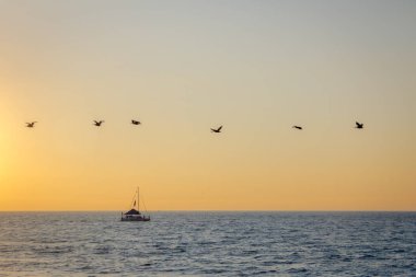 Grup sahilde günbatımı - Puerto Vallart uçan Pelikan