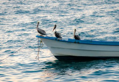 Pelikan bir teknede - Puerto Vallarta, Jalisco Eyaletinin başkenti olan oturma grubu,