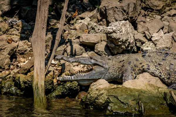 Κροκόδειλος Στο Φαράγγι Sumidero Τσιάπας Μεξικο — Φωτογραφία Αρχείου