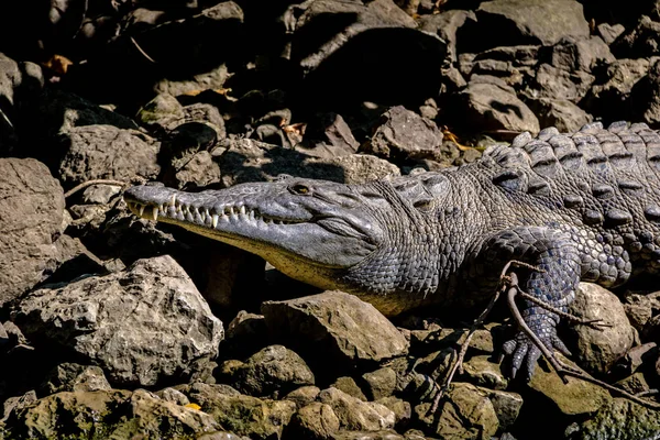 Crocodile Sumidero Canyon Chiapas Mexico — Stock Photo, Image