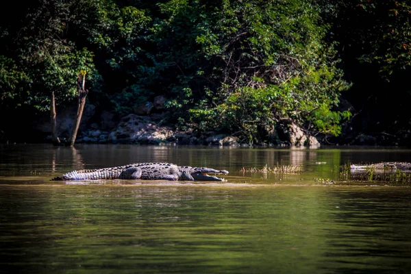 Crocodilo Sumidero Canyon Chiapas México — Fotografia de Stock