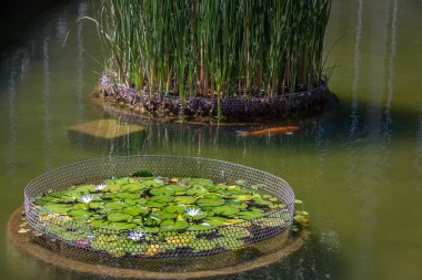Nymphaea lotus çiçek ve koi balık Itamaraty Palace gölet - Brasilia, Distrito Federal, Brezilya