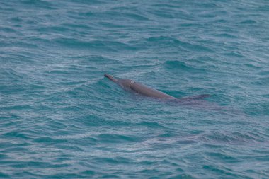 Dolphins swimming in the inner sea - Fernando de Noronha, Pernambuco, Brazil