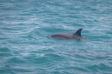 Dolphins swimming in the inner sea - Fernando de Noronha, Pernambuco, Brazil