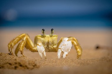 Praia de sarı yengeç (Johngarthia lagostoma veya Gecarcinus lagostoma) yapmak Sancho Beach - Fernando de Noronha, Pernambuco, Brezilya