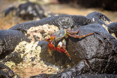 Renkli kırmızı yengeç (Goniopsis cruentata) Praia adlı yapmak Sancho Beach - Fernando de Noronha, Pernambuco, Brezilya