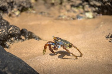 Renkli kırmızı yengeç (Goniopsis cruentata) Praia adlı yapmak Sancho Beach - Fernando de Noronha, Pernambuco, Brezilya