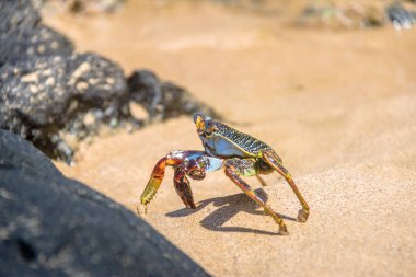 Renkli kırmızı yengeç (Goniopsis cruentata) Praia adlı yapmak Sancho Beach - Fernando de Noronha, Pernambuco, Brezilya