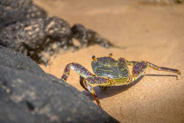 Renkli kırmızı yengeç (Goniopsis cruentata) Praia adlı yapmak Sancho Beach - Fernando de Noronha, Pernambuco, Brezilya