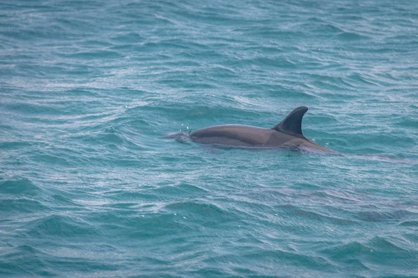 Dolphins swimming in the inner sea - Fernando de Noronha, Pernambuco, Brazil