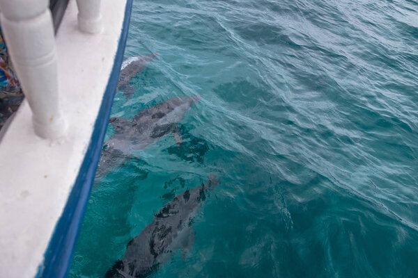 Dolphins swimming near boat - Fernando de Noronha, Pernambuco, Brazil