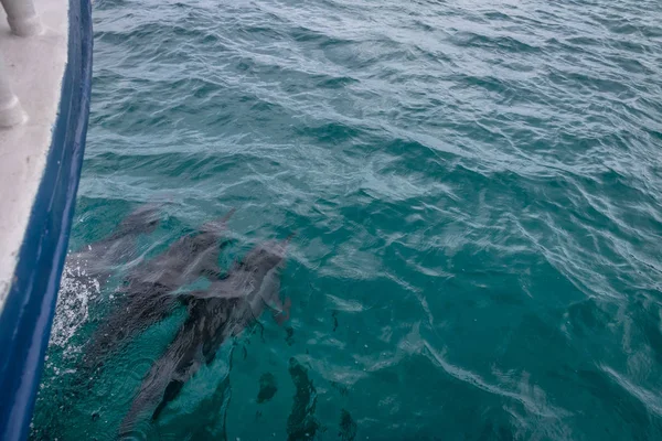 Tekne - Fernando de Noronha, Pernambuco, Brezilya yüzme yunuslar