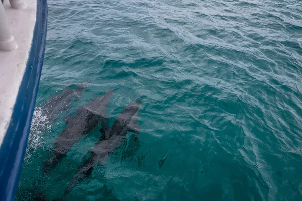 Tekne - Fernando de Noronha, Pernambuco, Brezilya yüzme yunuslar