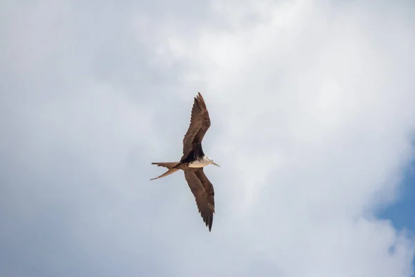 Magnífico Ave Fragata Fregata Magnificens Volando Fernando Noronha Pernambuco Brasil — Foto de Stock