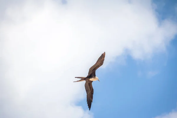 Magnífico Ave Fragata Fregata Magnificens Volando Fernando Noronha Pernambuco Brasil — Foto de Stock