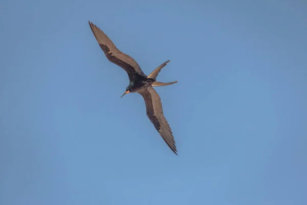 Magnificent Frigatebird Fregata Magnificens Flying Фернандо Норонья Пернамбуку Бразилия — стоковое фото