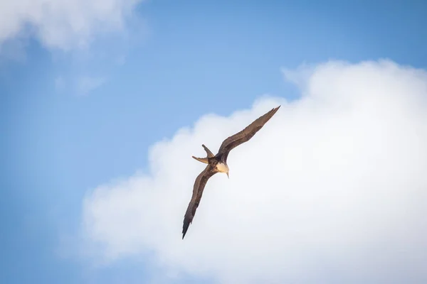 Magnífico Ave Fragata Fregata Magnificens Volando Fernando Noronha Pernambuco Brasil — Foto de Stock