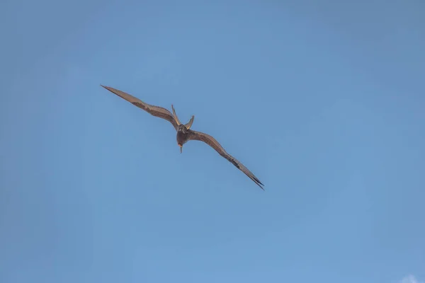 Magnífico Ave Fragata Fregata Magnificens Volando Fernando Noronha Pernambuco Brasil — Foto de Stock