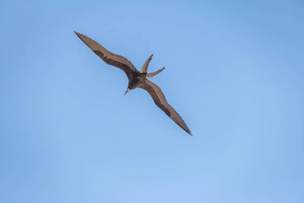 Magnífico Ave Fragata Fregata Magnificens Volando Fernando Noronha Pernambuco Brasil — Foto de Stock