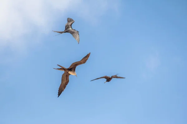 Magnífico Ave Fragata Fregata Magnificens Volando Fernando Noronha Pernambuco Brasil — Foto de Stock