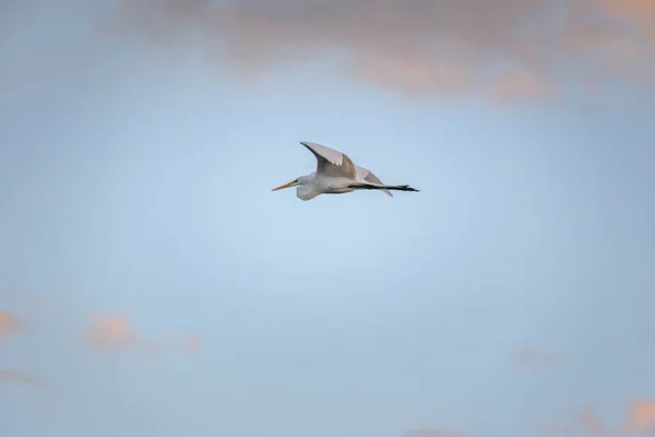 Great Egret Flying Мбаппе Мбаппе Бразилия — стоковое фото