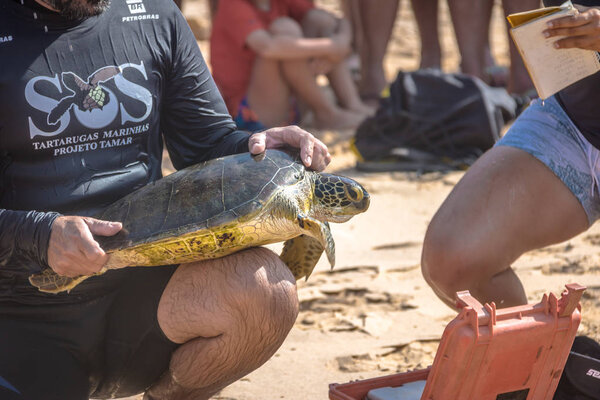 FERNANDO DE NORONHA - Oct 4, 2017: Scientific Capture of Sea Turtles, measurement and data collection by Tamar Project (Projeto Tamar) at Praia do Boldro Beach - Fernando de Noronha, Pernambuco, Brazil