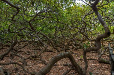 World's Largest Cashew Tree - Pirangi, Rio Grande do Norte, Brazil clipart