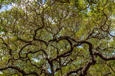 World's Largest Cashew Tree - Pirangi, Rio Grande do Norte, Brazil clipart