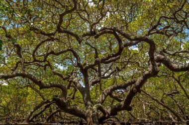 World's Largest Cashew Tree - Pirangi, Rio Grande do Norte, Brazil clipart