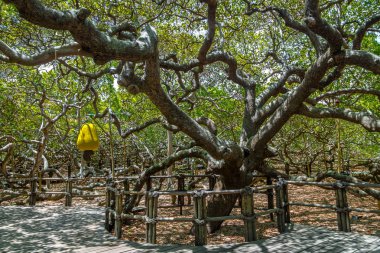 PIRANGI, BRAZIL - Nov 9, 2015: World's Largest Cashew Tree - Pirangi, Rio Grande do Norte, Brazil clipart