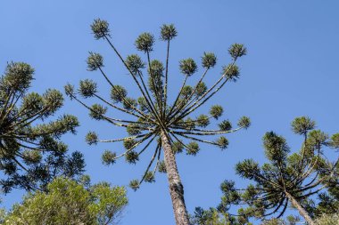 Araucaria iğde (Brezilya çam) Itaimbezinho Kanyon, Aparados da Serra Milli Parkı - Cambara do Sul, Rio Grande yapmak Sul, Brezilya