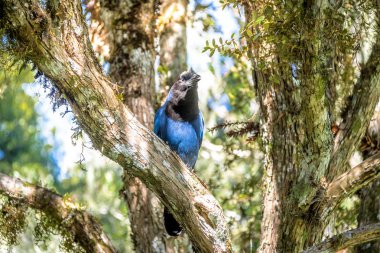Aparados da Serra Ulusal Parkı 'ndaki Itaimbezinho Kanyonu' nda (Cyanocorax caeruleus) bulunan Azure Jay veya Gralha Azul kuşu - Cambara do Sul, Rio Grande do Sul, Brezilya