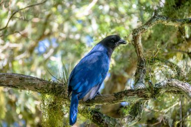 Aparados da Serra Ulusal Parkı 'ndaki Itaimbezinho Kanyonu' nda (Cyanocorax caeruleus) bulunan Azure Jay veya Gralha Azul kuşu - Cambara do Sul, Rio Grande do Sul, Brezilya
