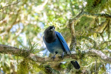 Aparados da Serra Ulusal Parkı 'ndaki Itaimbezinho Kanyonu' nda (Cyanocorax caeruleus) bulunan Azure Jay veya Gralha Azul kuşu - Cambara do Sul, Rio Grande do Sul, Brezilya