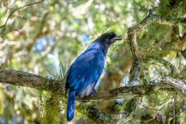 Aparados da Serra Ulusal Parkı 'ndaki Itaimbezinho Kanyonu' nda (Cyanocorax caeruleus) bulunan Azure Jay veya Gralha Azul kuşu - Cambara do Sul, Rio Grande do Sul, Brezilya