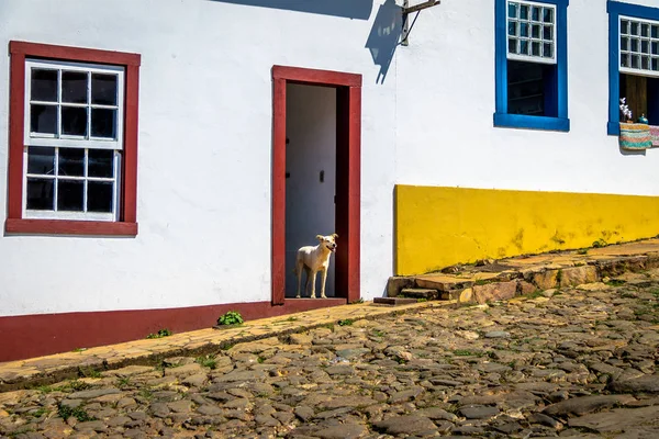 Собака Перед Барвистими Колоніальними Будинками Вимощені Вулицею Тірадентес Мінас Жерайс — стокове фото
