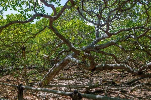 Maior Árvore Caju Mundo Pirangi Rio Grande Norte Brasil — Fotografia de Stock